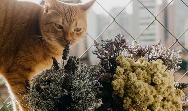 a cat smelling a plant